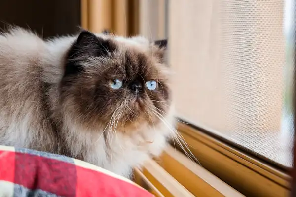 喜马拉雅猫