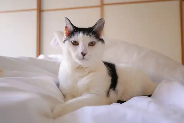 Japanese Bobtail photo 4
