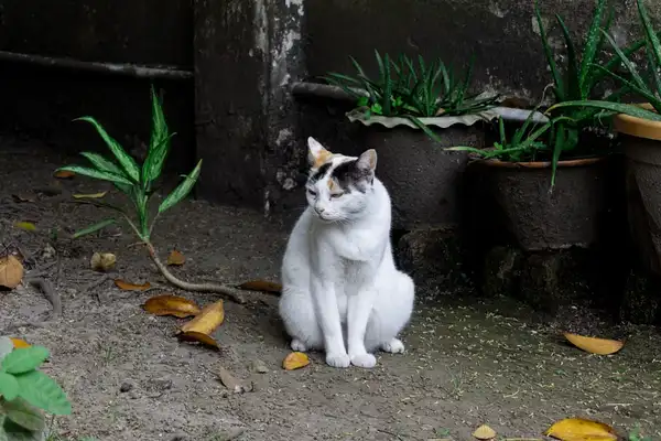 Japanese Bobtail photo 2