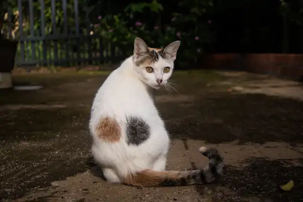 Korat photo 3