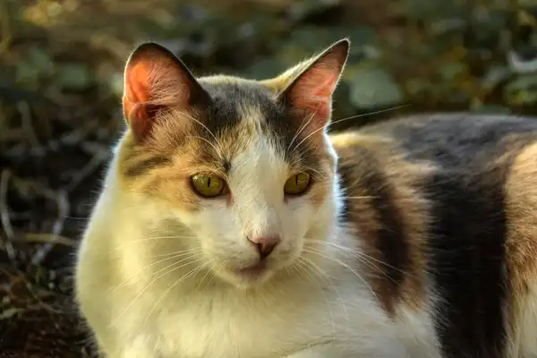 Korat