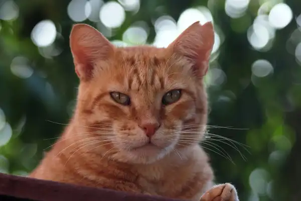 Korat photo 6