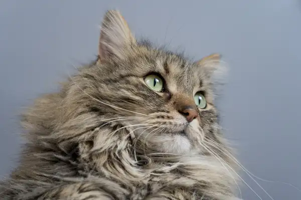 缅因猫 图集 5