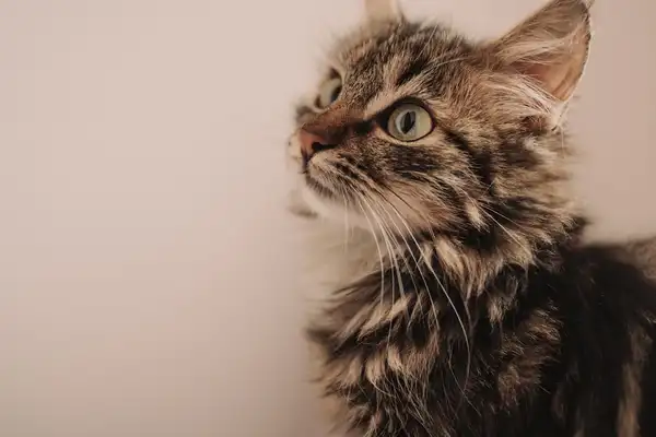 缅因猫 图集 4