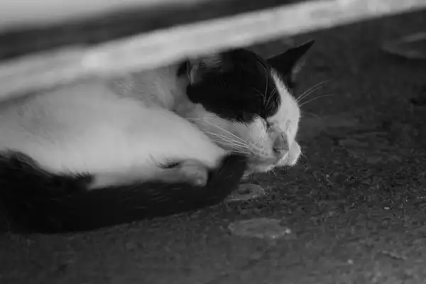 Manx photo 5