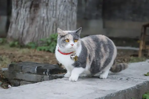 曼基康矮脚猫 图集 2