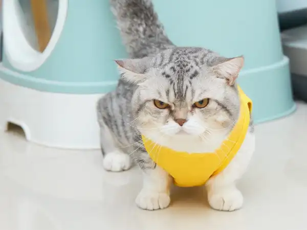 曼基康矮脚猫 图集 3