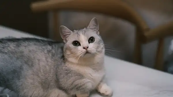 曼基康矮脚猫 图集 5