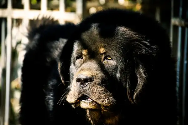 纽芬兰犬 图集 7