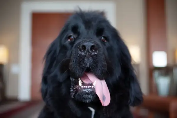 纽芬兰犬 图集 6