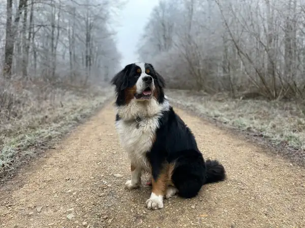 纽芬兰犬