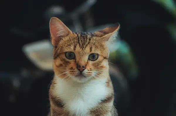 Ocicat photo 2