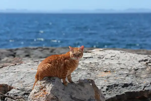 Ocicat photo 5