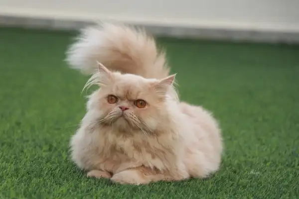 波斯猫 图集 2