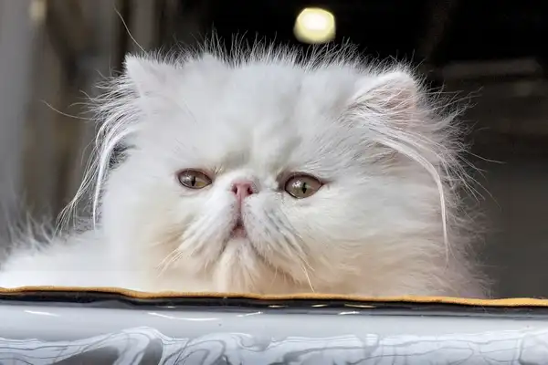 波斯猫 图集 4