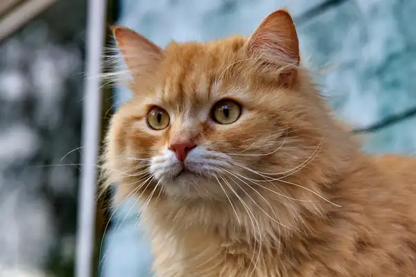 波斯猫