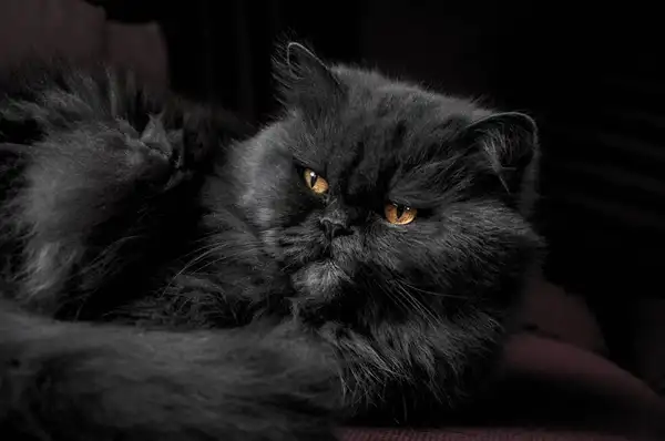 波斯猫 图集 3