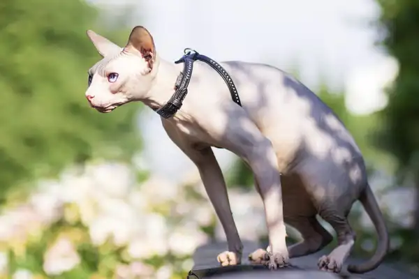 Peterbald photo 4