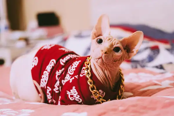 Peterbald