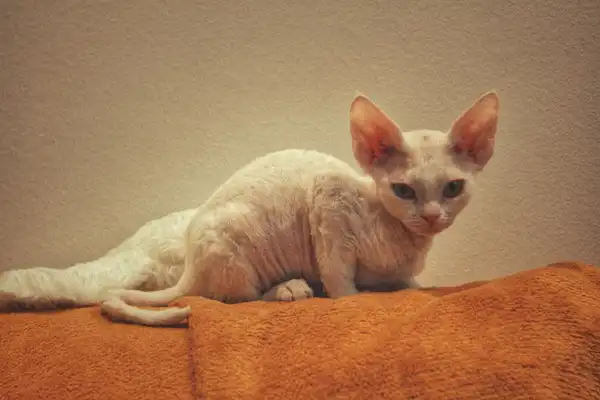 Peterbald photo 2