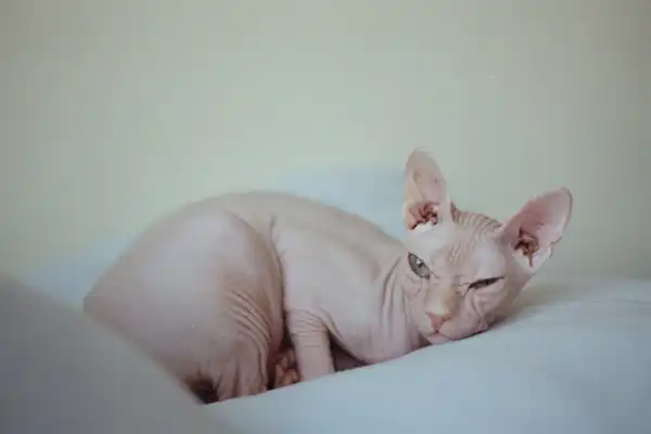 Peterbald photo 3