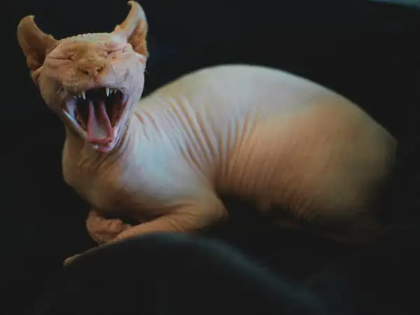 Peterbald photo 5
