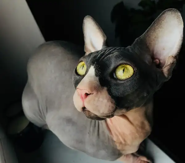 Peterbald photo 6