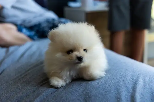 博美犬 图集 8