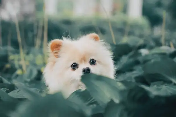 博美犬 图集 6