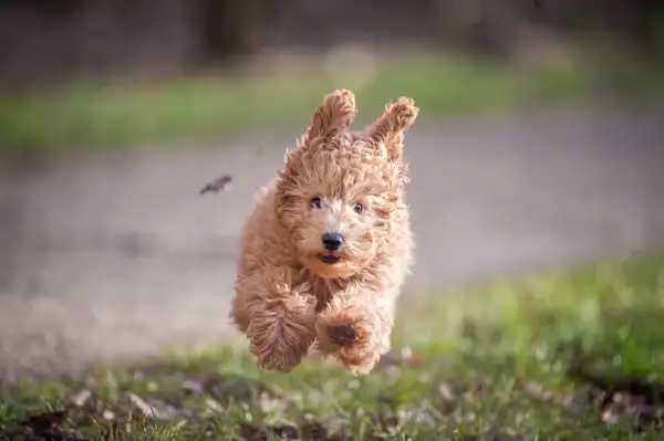 贵宾犬