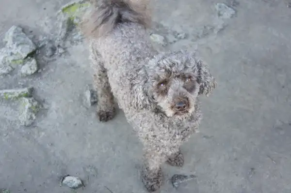 贵宾犬 图集 8