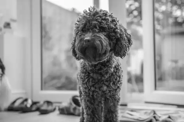贵宾犬 图集 3
