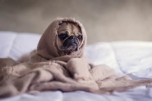巴哥犬 图集 8