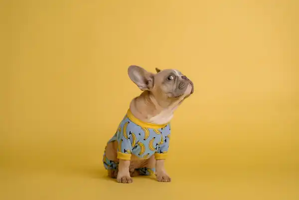 巴哥犬 图集 6