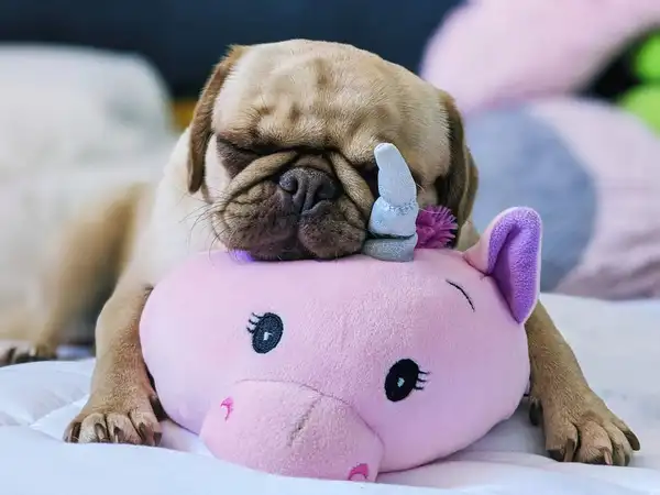 巴哥犬 图集 7