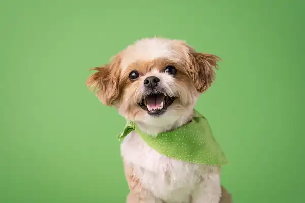 巴哥犬 图集 5