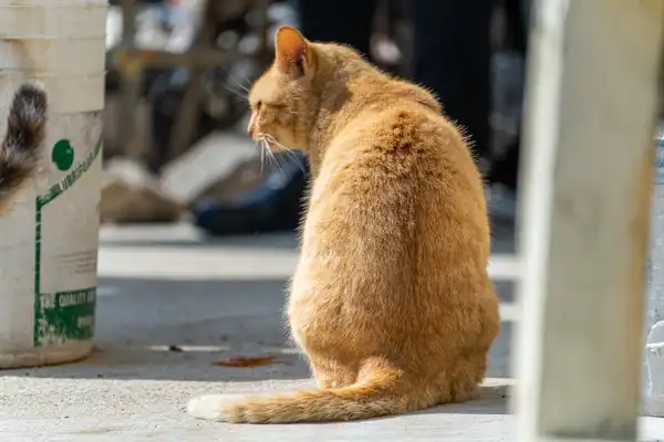 Ragamuffin photo 6
