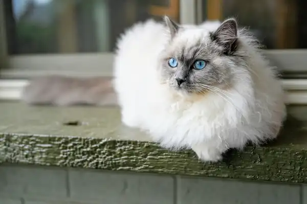 布偶猫 图集 3