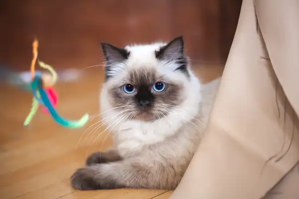 布偶猫 图集 4