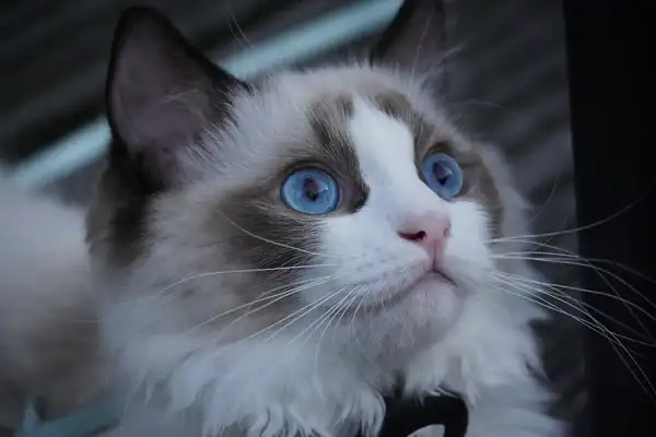 布偶猫