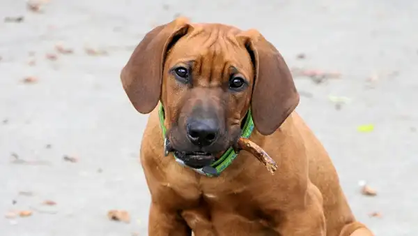 Rhodesian Ridgeback photo 8
