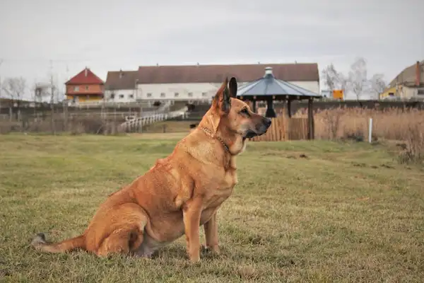 Rhodesian Ridgeback photo 2