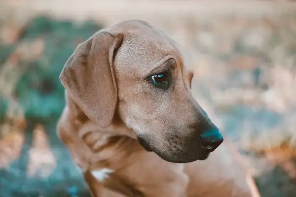 Rhodesian Ridgeback photo 6
