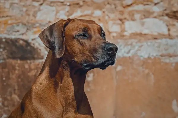 Rhodesian Ridgeback photo 7