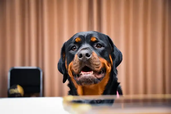 罗威纳犬 图集 8