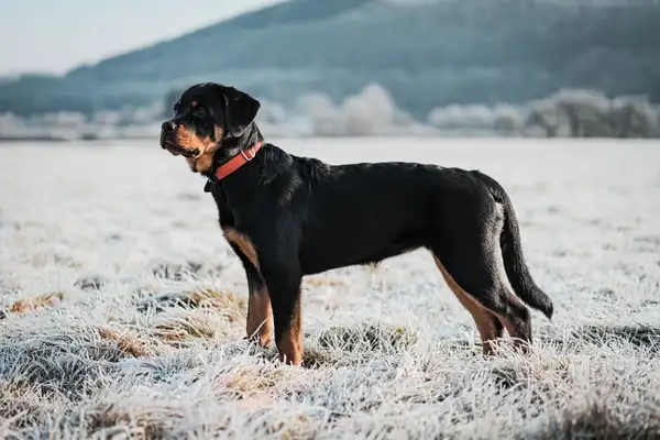 罗威纳犬 图集 6