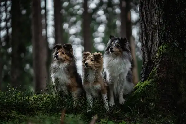 Rough Collie photo 6