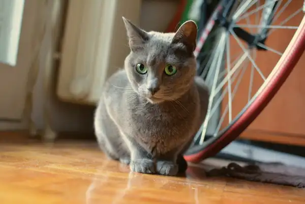 俄罗斯蓝猫