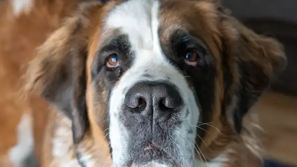 圣伯纳犬 图集 7