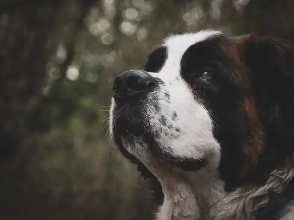 圣伯纳犬 图集 5